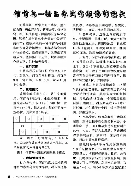 何首乌-甜玉米间作栽培新模式