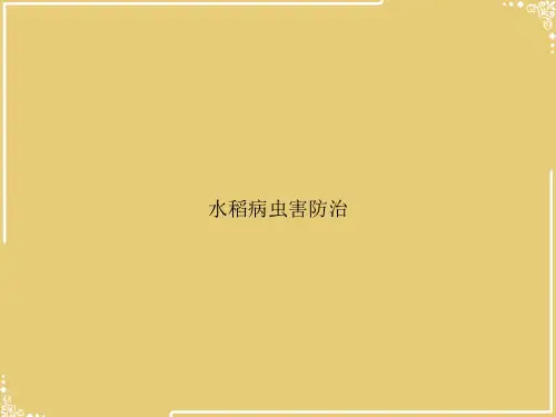 水稻病虫害防治【共43张PPT】精选全文