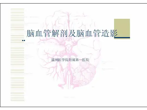 脑血管解剖及脑血管造影