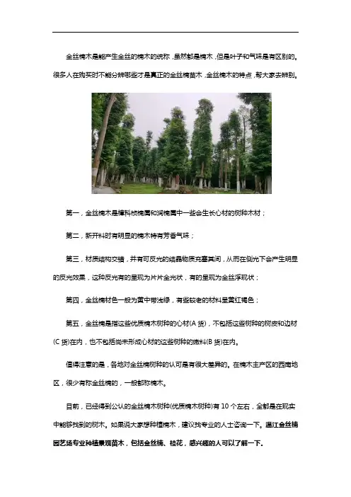 金丝楠苗木怎么分辨