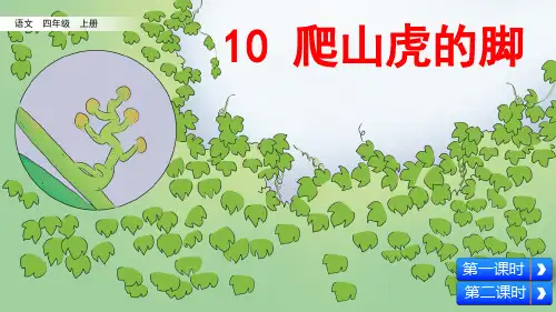 部编版小学四年级语文上册第10课《爬山虎的脚》优秀课件