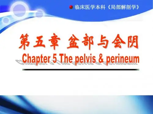盆部与会阴课件