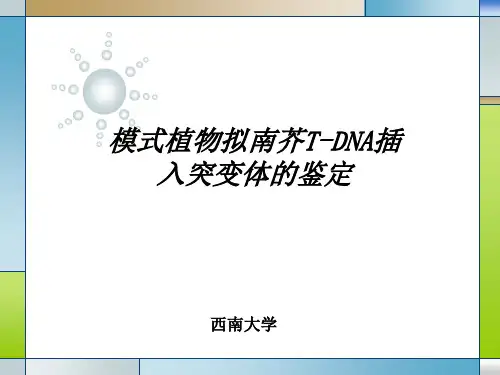 实验十、模式植物拟南芥T-DNA插入突变体的鉴定