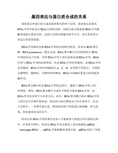基因表达与蛋白质合成的关系