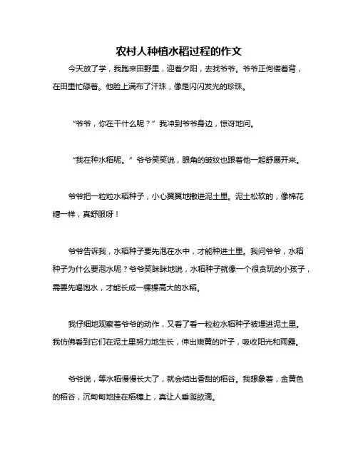 农村人种植水稻过程的作文