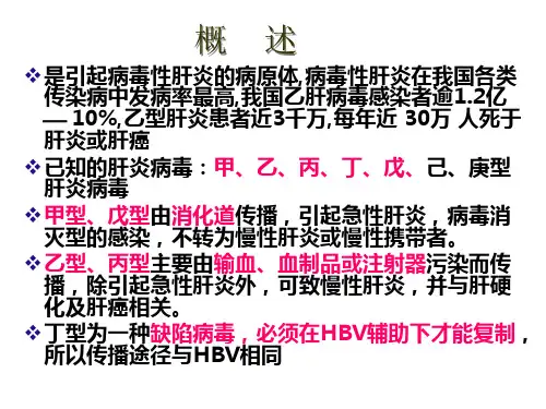 肝炎病毒概述