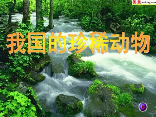 第七节  我国特有的珍稀动物36张PPT