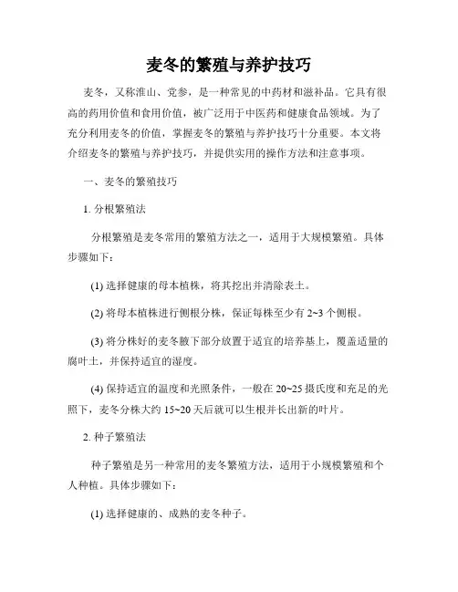 麦冬的繁殖与养护技巧