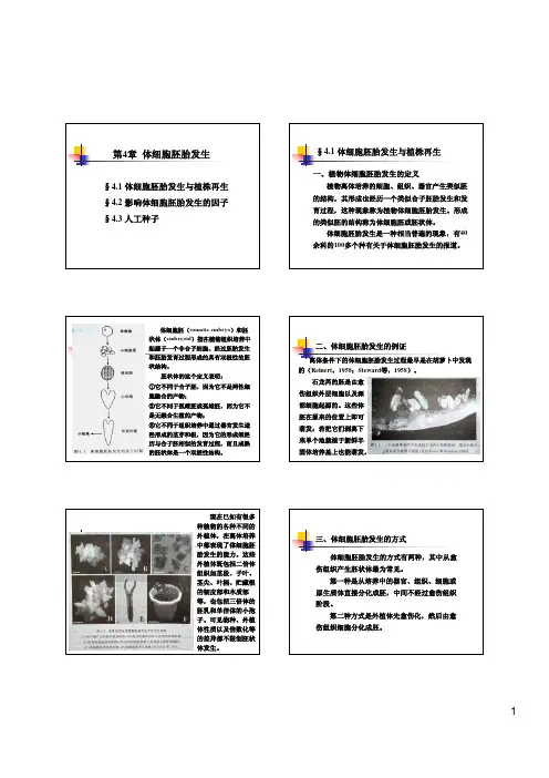 第4章 体细胞胚胎发生