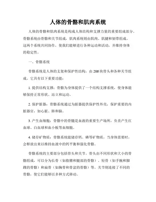 人体的骨骼和肌肉系统