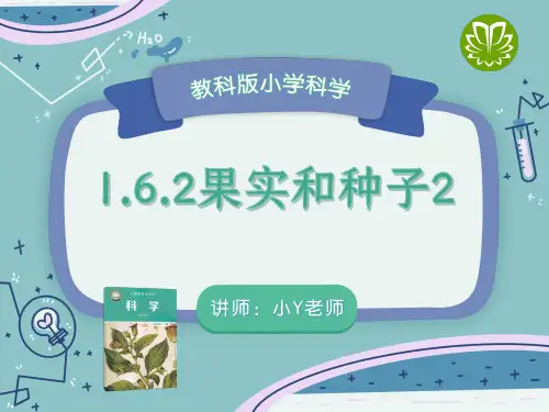 1.6.2果实和种子2教科版科学四下