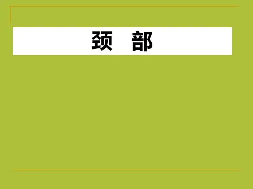 局部解剖学 颈 部
