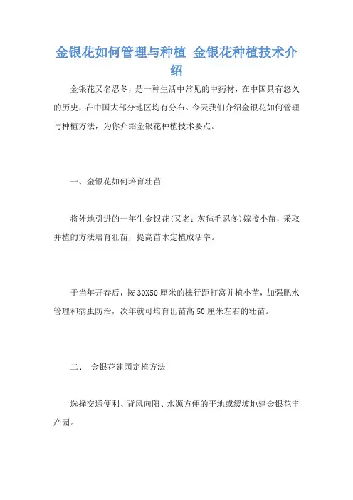 金银花如何管理与种植 金银花种植技术介绍