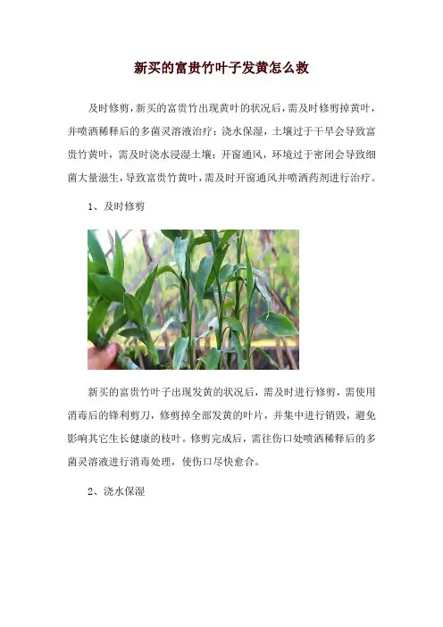 新买的富贵竹叶子发黄怎么救