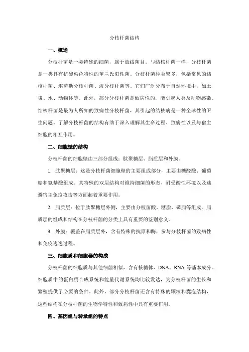 分枝杆菌结构