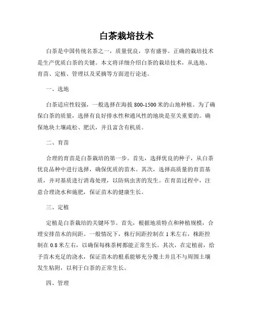 白茶栽培技术
