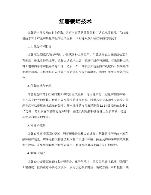 红薯栽培技术