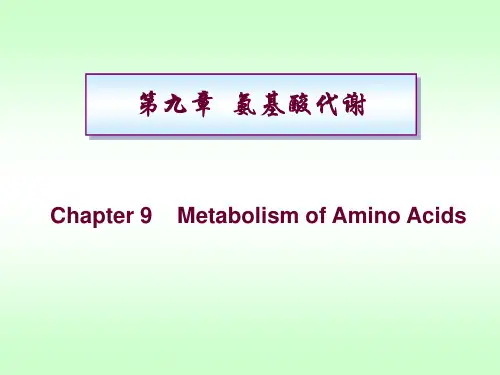 生物化学《氨基酸代谢》课件