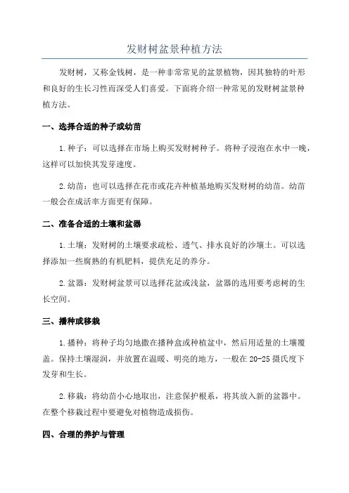 发财树盆景种植方法