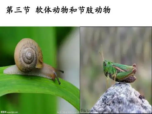 人教版八上第一章第三节软体动物和节肢动物(共26张PPT)