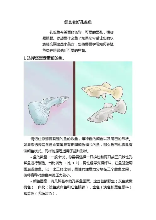 怎么养好孔雀鱼