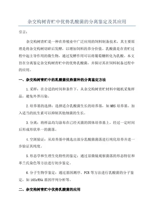 杂交构树青贮中优势乳酸菌的分离鉴定及其应用