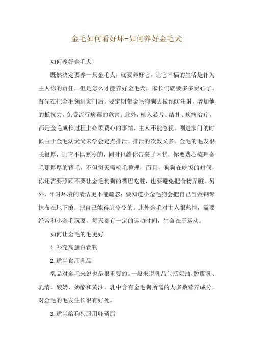 金毛如何看好坏-如何养好金毛犬