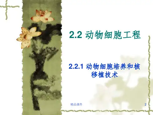 动物细胞培养和核移植技术1ppt课件