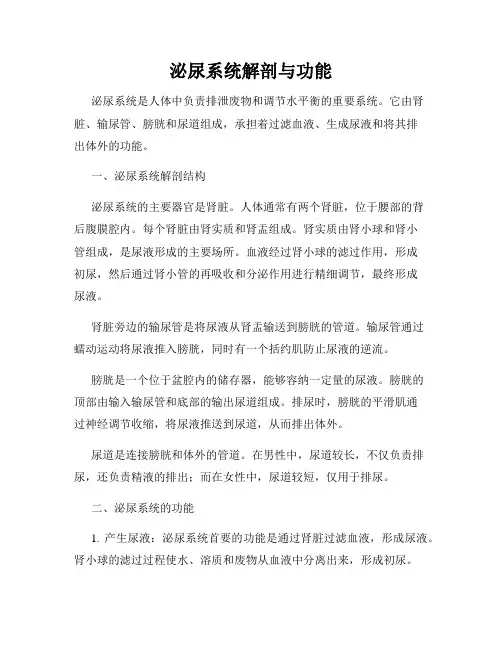 泌尿系统解剖与功能