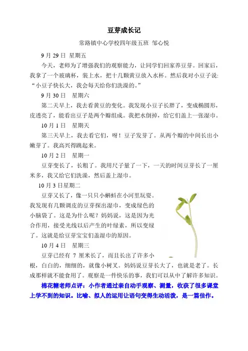 豆芽成长记