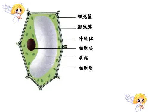 细胞分裂和分化ppt课件