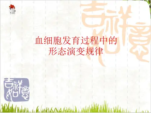 血细胞发育过程中的形态演变规律ppt课件