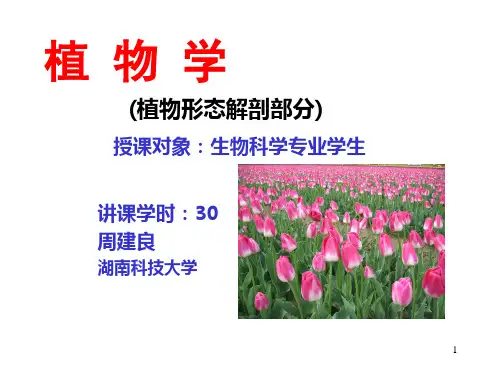 植物细胞ppt