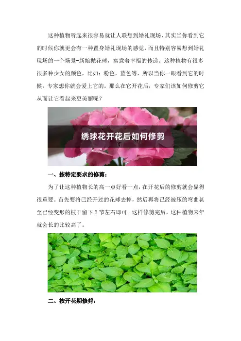 绣球花开花后如何修剪