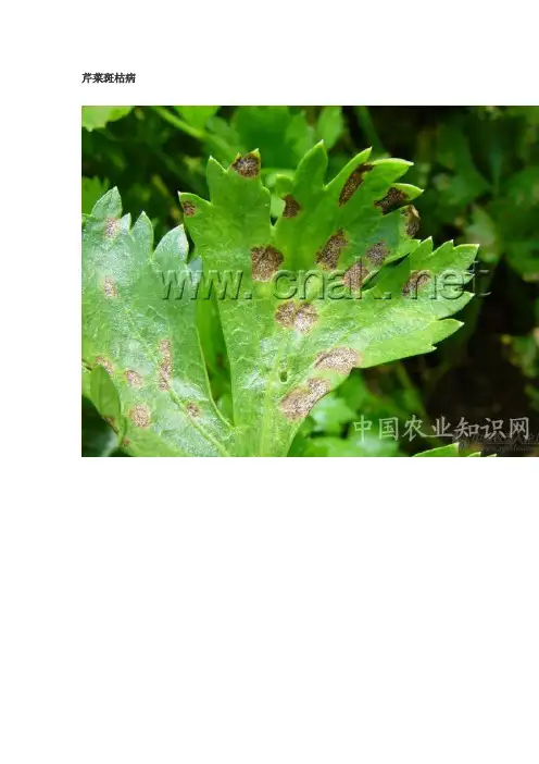 芹菜病害大全 高清详解