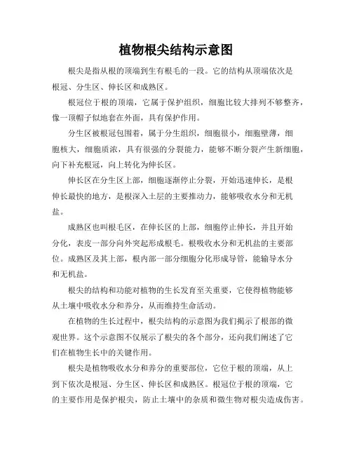 植物根尖结构示意图