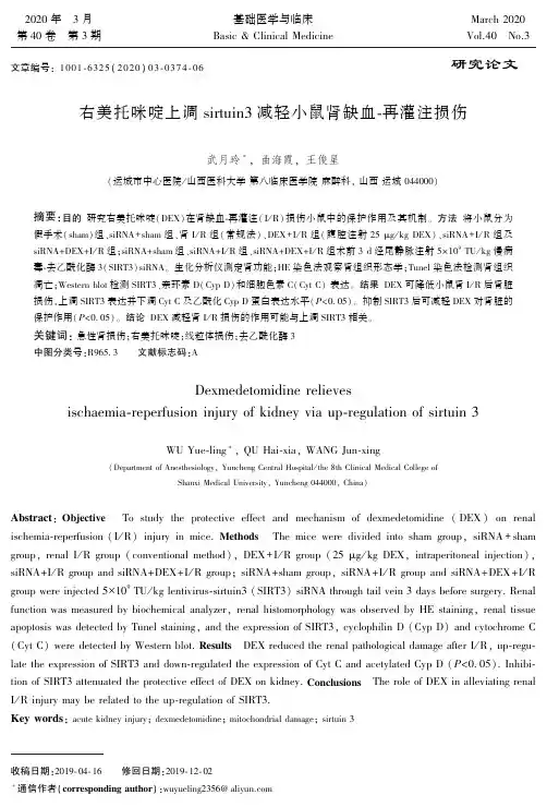 右美托咪啶上调sirtuin3减轻小鼠肾缺血-再灌注损伤