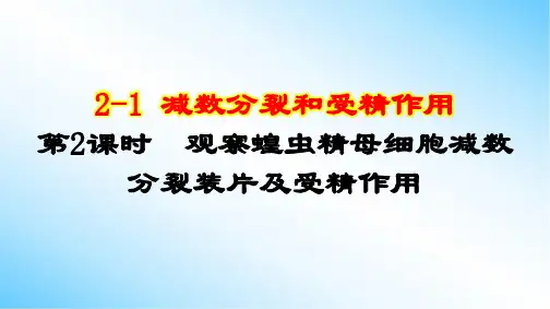 2-1 第2课时 观察蝗虫精母细胞减数分裂装片及受精作用