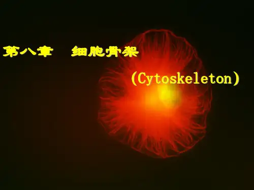 第八章细胞骨架