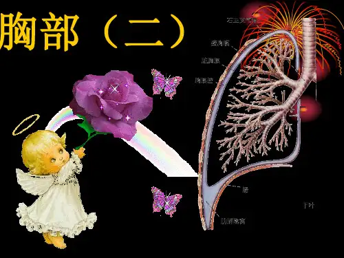 局部解剖学胸部ppt课件