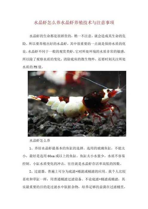 水晶虾怎么养 水晶虾养殖技术与注意事项