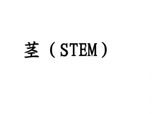 植物学课件-茎