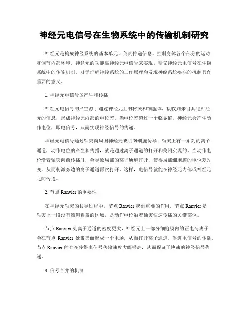 神经元电信号在生物系统中的传输机制研究