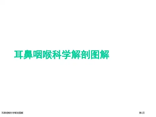 耳鼻咽喉科学解剖图解