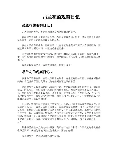 吊兰花的观察日记