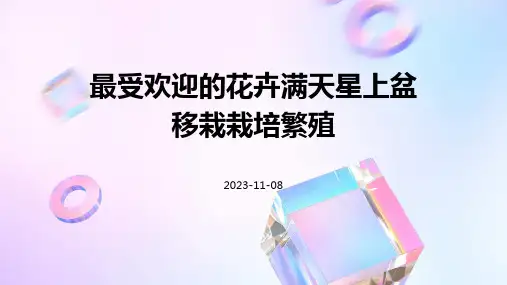 最受欢迎的花卉满天星上盆移栽栽培繁殖