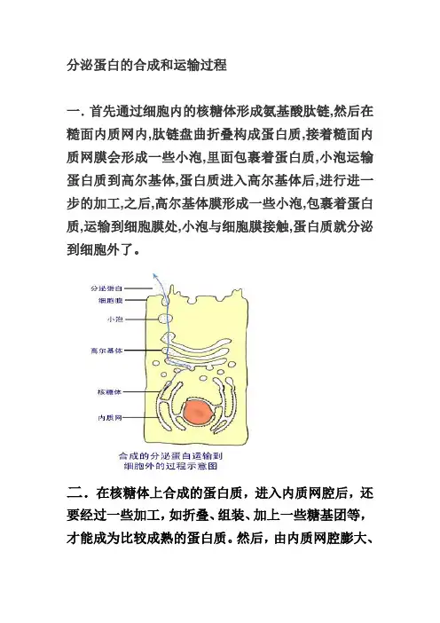 分泌蛋白的合成和运输过程