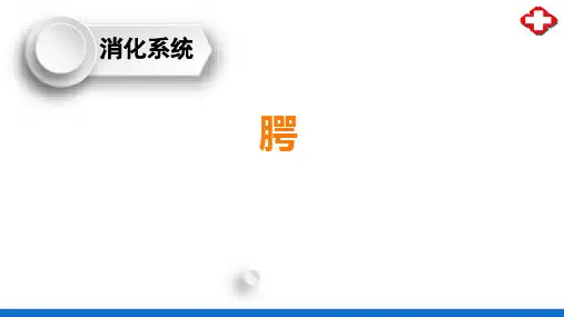 消化系统—口腔(正常人体结构课件)