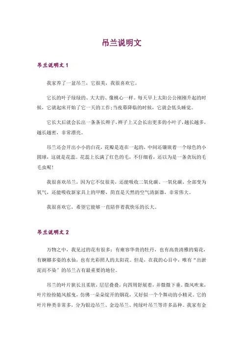 吊兰说明文_6