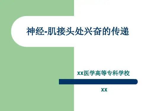神经-肌接头处兴奋的传递